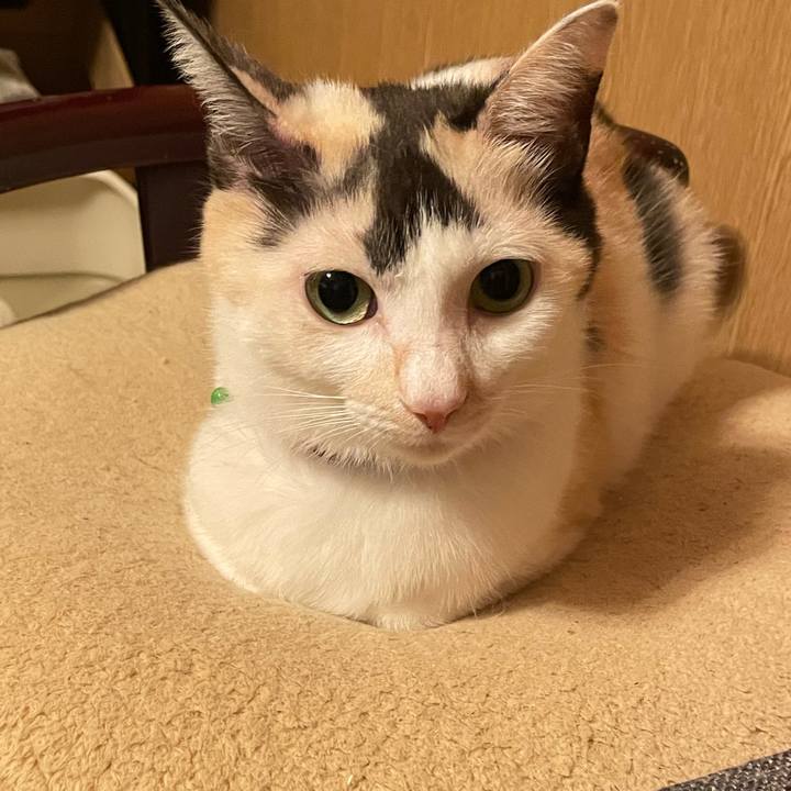 9077bdae 1287 41db b162 089385624d78 1728396236939