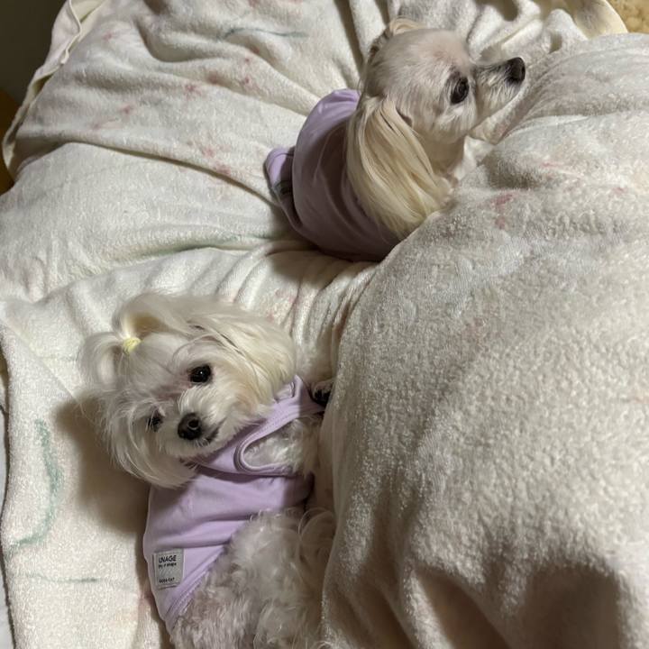 9077d493 719a 41ca 866b bf2bd9f3d772 1761469912279