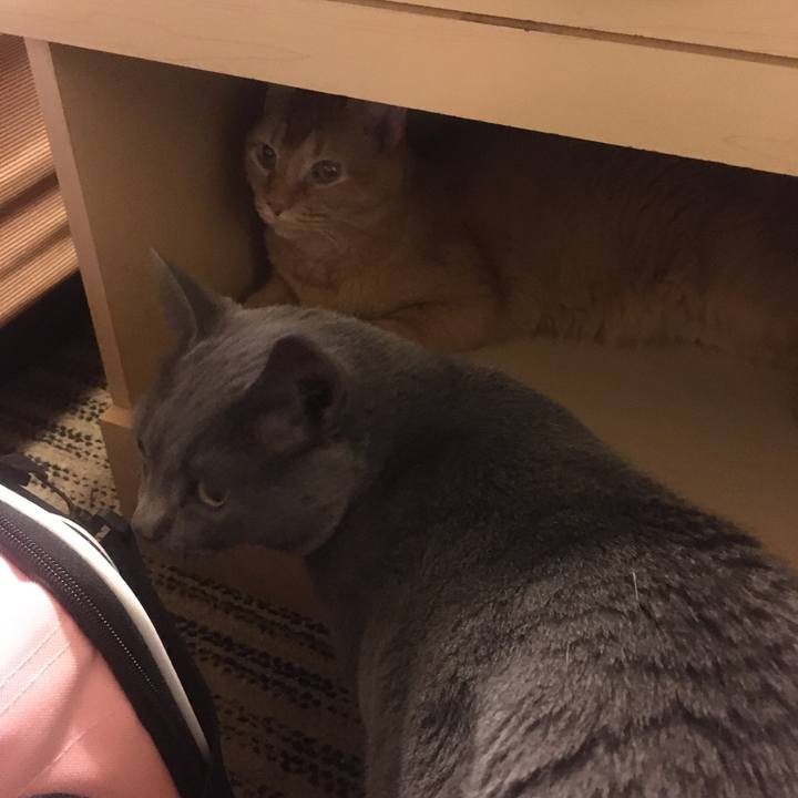 907825c2 b7f2 4c85 8c11 d051547ee018 1633829520560