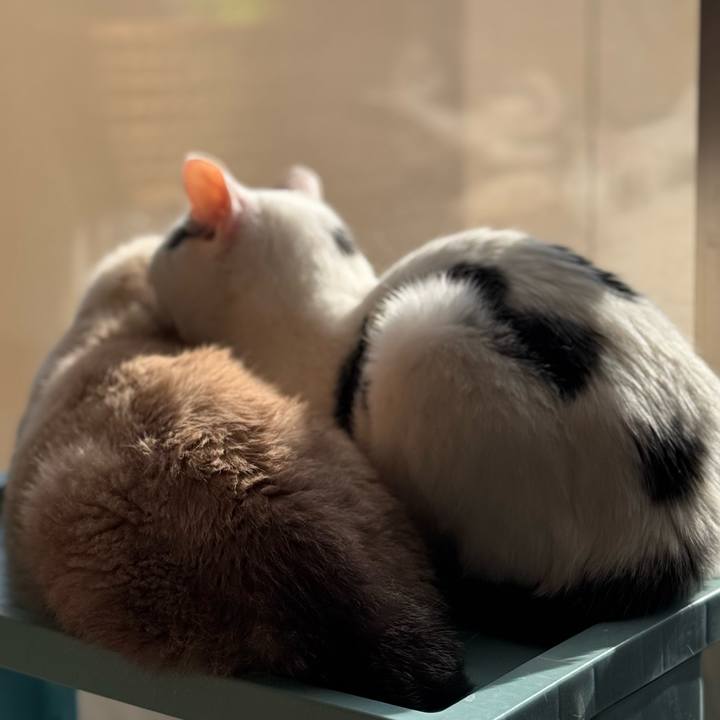 907894a9 c6cf 46aa 864b b1ef6c61a862 1768134755059