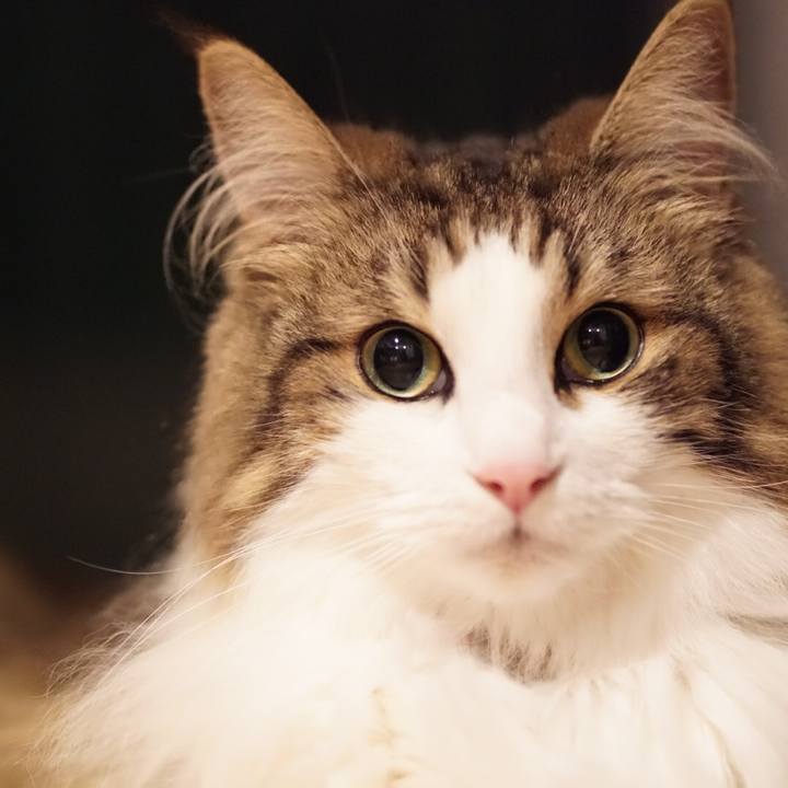 907dc417 b209 4f91 8c7b 4480c334a6c7 1561726444860