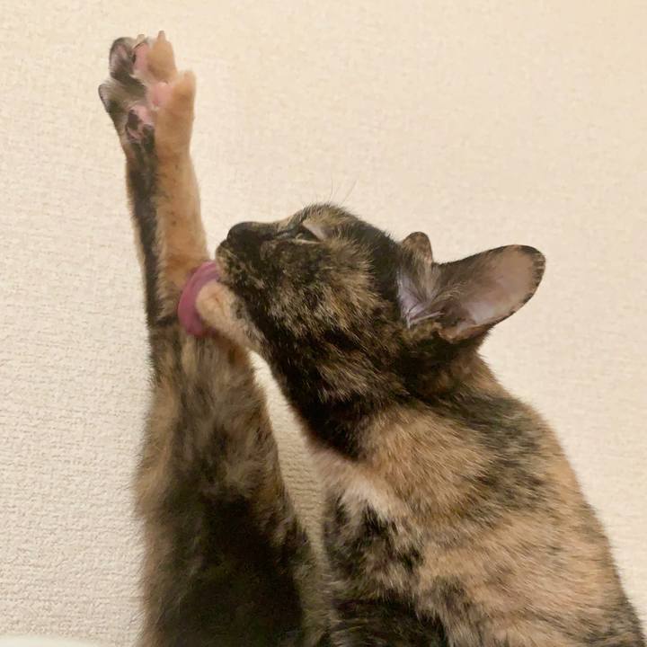 908066eb 80c0 409d bfb9 e7dd21c5ca89 1592842068214