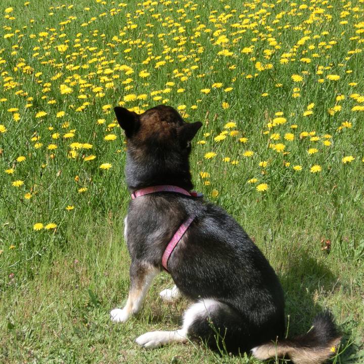 9082843f 8c61 4be0 9082 7b634f080154 1528334664237