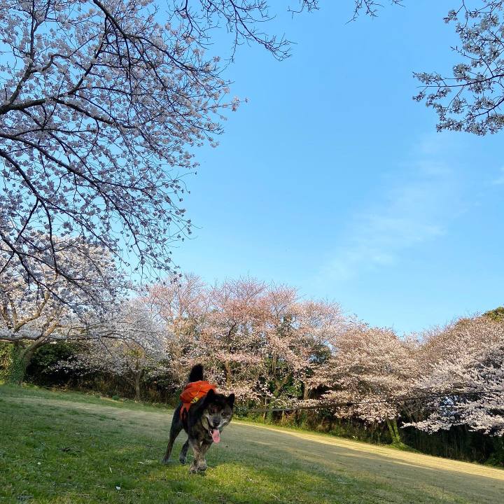 908486d5 d095 4bc4 b8f3 ed75b6f4a7d7 1617416453360