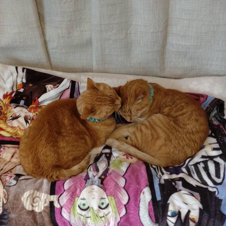 90850c13 0e5c 4676 8d46 b44ab1db463e 1748768120476