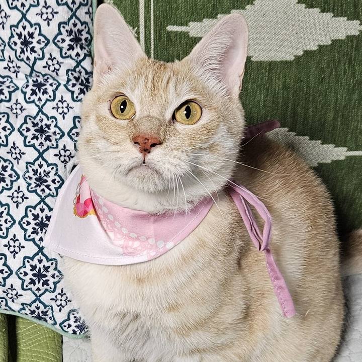 9085de7b fd7d 4f67 a9f1 9ee48d743874 1766925000456