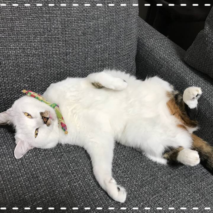 90868a0c 863c 4b42 ae70 c4bc4a67debb 1507861190067