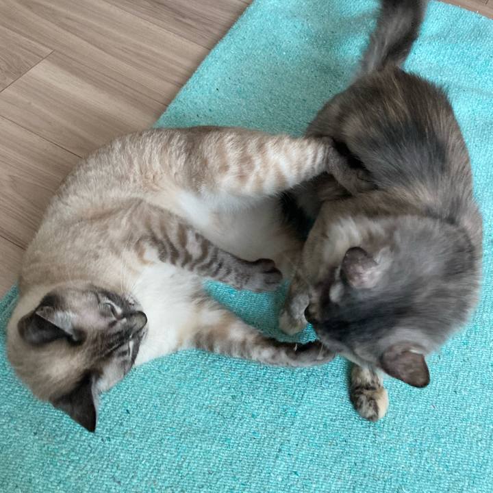 9086bb6b 2f4a 4cd8 8b1a 17a62090d488 1720314091962