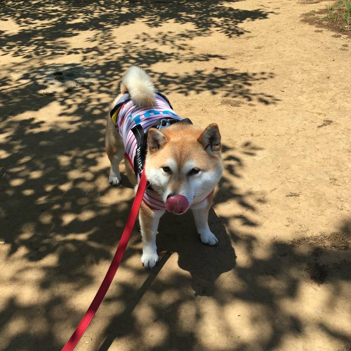 9086e75d 7497 4ccd 86dc a47acdb664f1 1589435558279