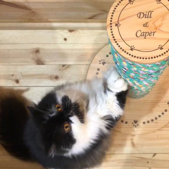 90885e8b be3d 40cd a086 2bc66c813e96 1537881326569