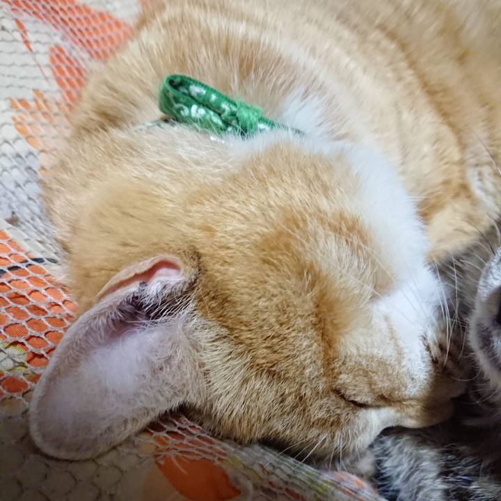 908fe797 80eb 4f57 8669 0f6e144d7b17 1584711942069