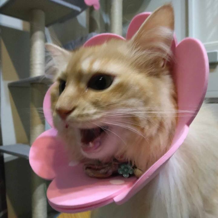 9091ca18 55fb 4d82 8102 9726be294580 1688646593151