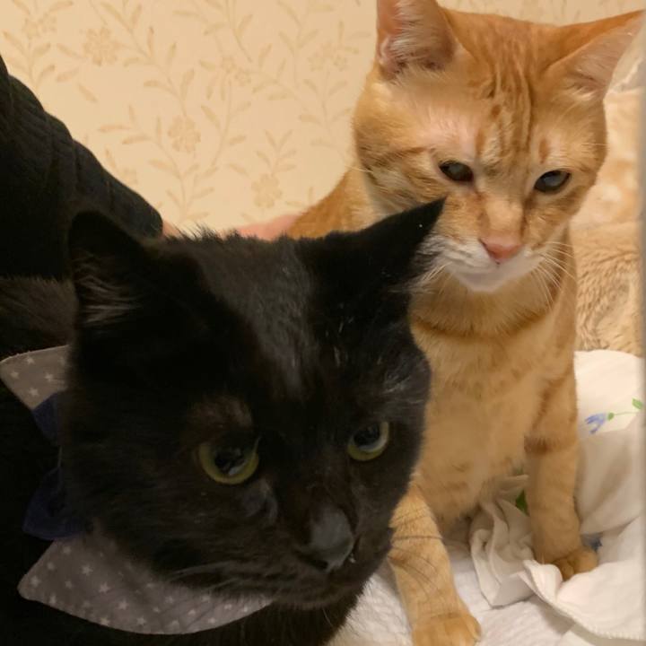 909911ff a727 4f4a 8dd4 b3a390416314 1573387759741