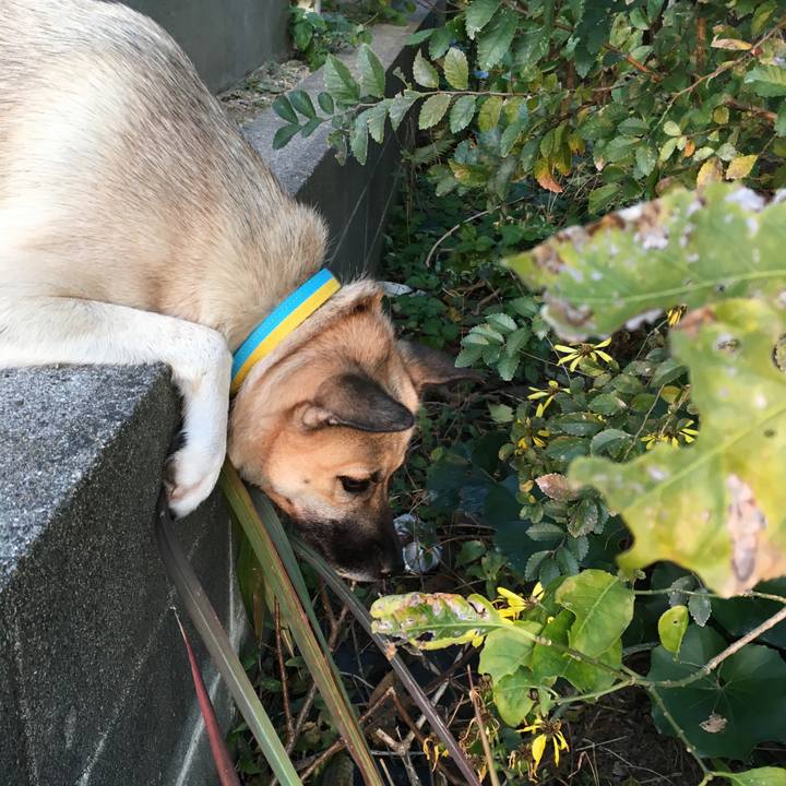 90996e0b 8de4 4883 a715 3be3a22422cb 1511873210340