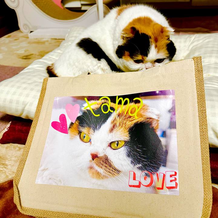 909aa6c0 c68c 4780 be56 7791f2056ea8 1732136643398