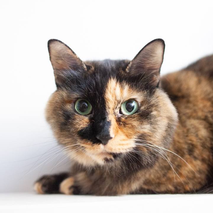 909ac856 57a9 47ea 86de 9f2453966173 1575292335148