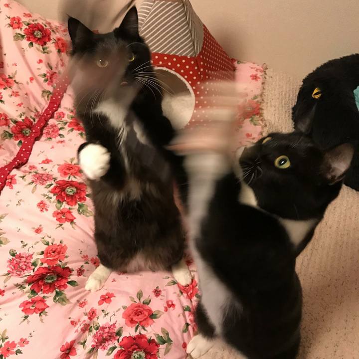 90a2ace3 f926 4af6 b832 5ffad09920d9 1519775049361