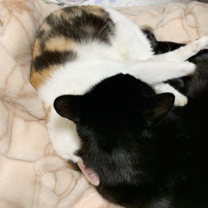 90a2e77b d06a 4991 9a1c 8fbc06bd990e 1544070062219