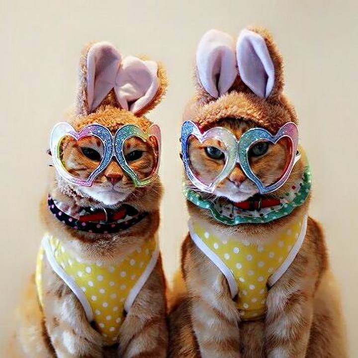 90a3ca83 c97e 4278 99f8 5f26e5a0c39d 1513133358135