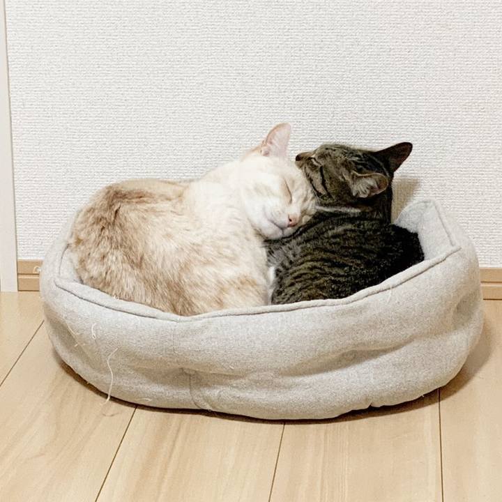 90a41a05 ed4e 4a1d b469 4362cecaee87 1678399541599