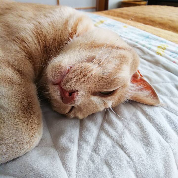 90a4dadb 75ee 4c48 a323 48d693ca7455 1594597620805