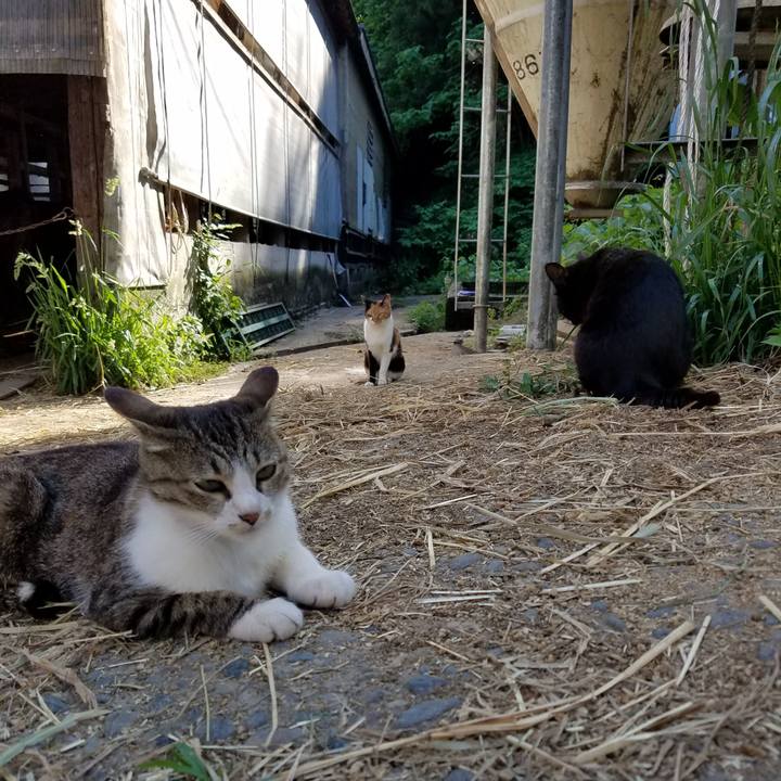 90a529d0 ea55 4cfe 9b21 adc5ad86cb87 1591625694048