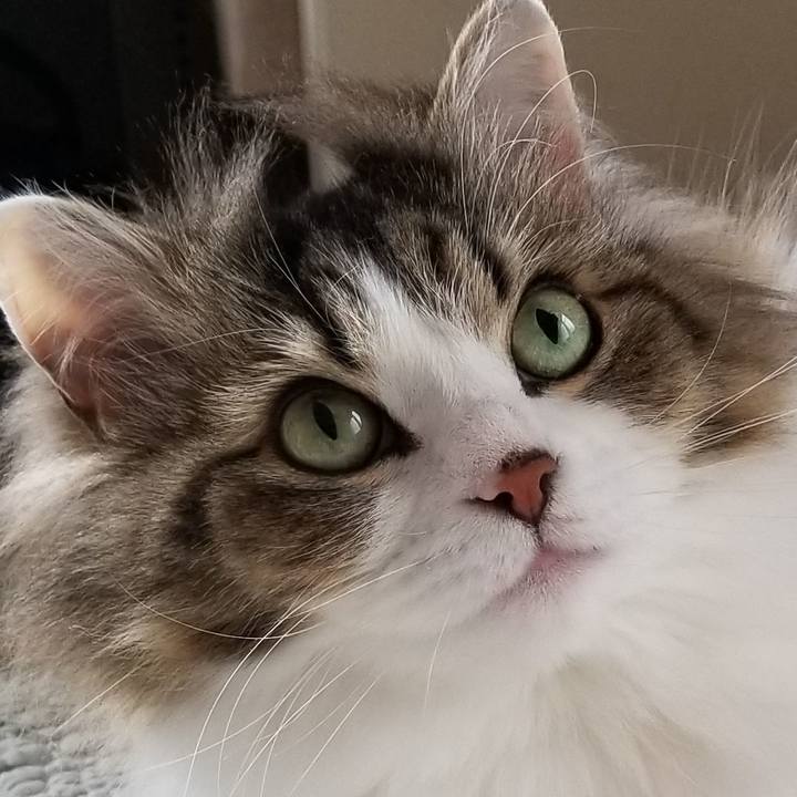 90a56ae9 b376 4116 be9f 6f225097d8f2 1587761307010