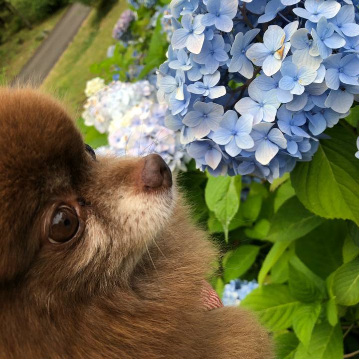 90a9dd9a 384d 43e5 af6c acace11e9b49 1533464587276