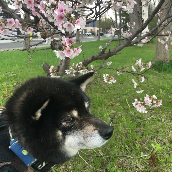 90aafe24 fa7a 4b83 8c16 5feee1307e72 1588662416438