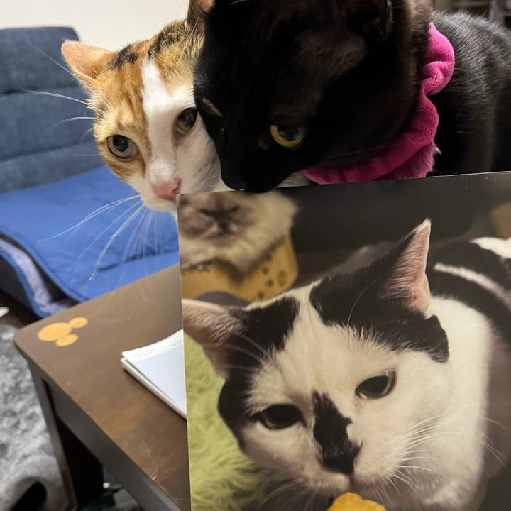 90ad5810 7809 4a8b b840 598809b8e689 1766425323170