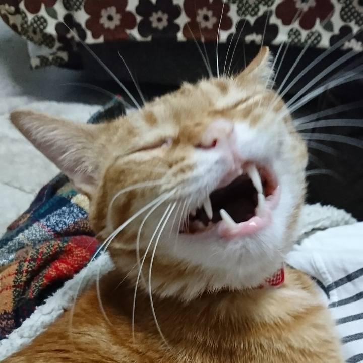 90ae9f21 f448 4a39 85a4 1aa05ffacc99 1511947741454