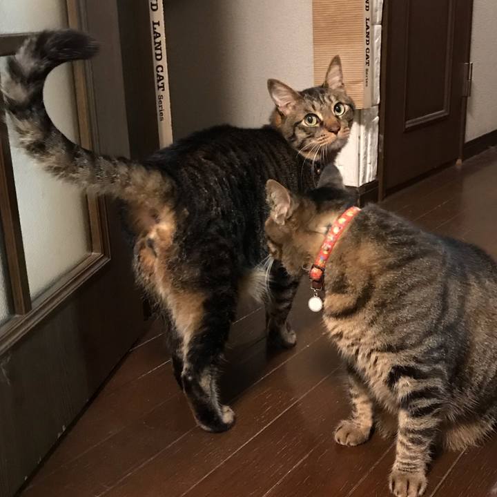 90afa368 5370 45e3 8ba8 00c3426b75cf 1618490645895