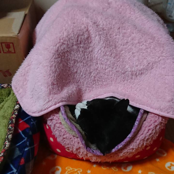 90b141ca b456 484d aca3 287d9786b118 1542966495170