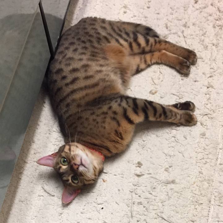 90b25b07 9080 4c70 a754 408423b2d355 1508881032554