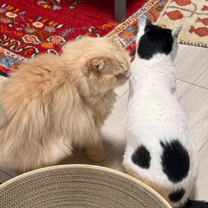 90b8a7d6 2be0 4c4e bc71 9c93ecdf4df2 1772547620714