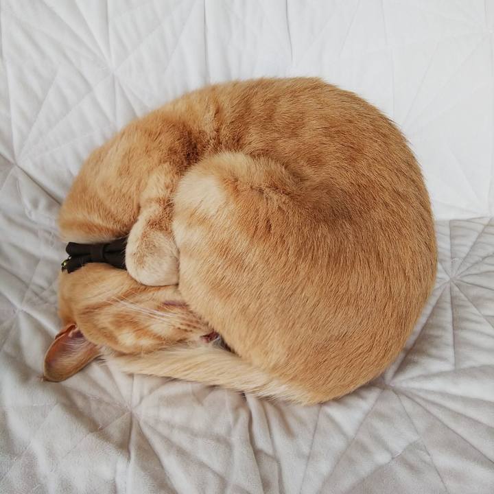 90bab77d cc7d 4372 82c3 d06cc3806b96 1638670117760