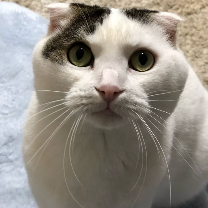 90bae15a c0d0 47b9 bc8f 0615e6f84093 1544138623324