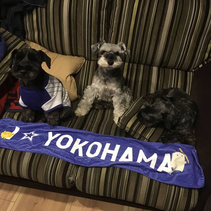 90bafc76 3c6d 45e0 9077 6f188c828dff 1508502464446