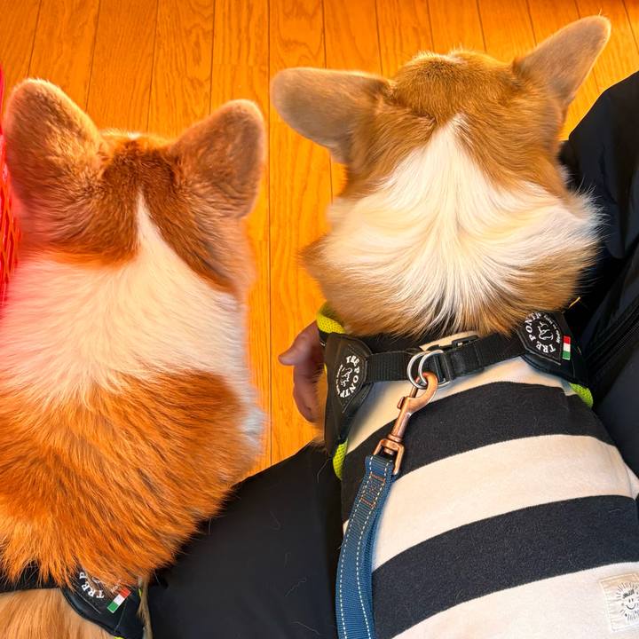 90bd0fc2 acc4 4284 a230 2bdf8f5c767d 1764905819743