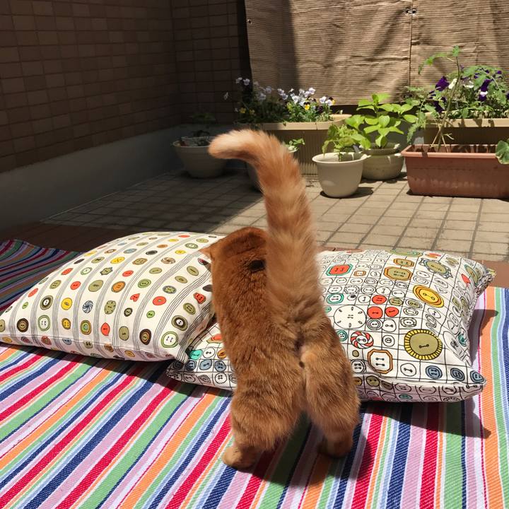 90beccec 8515 4d99 be67 c797a918f6b9 1526437904523