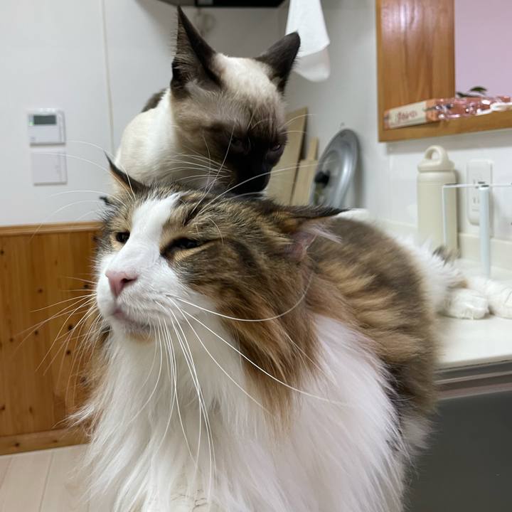 90c15232 071e 46db babc 1a7a7544b20f 1701113120589