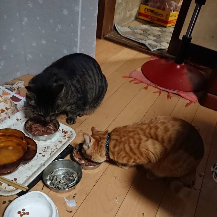 90c1d9d2 dff8 42d3 9c66 79b926009daf 1643110390941