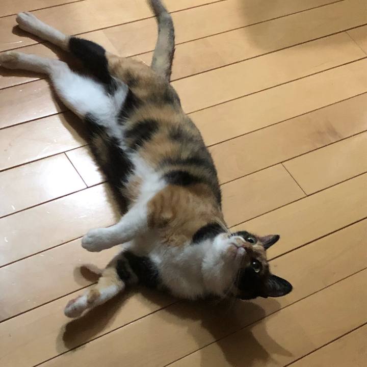 90c77592 c367 4c66 888d 34d2d352fa5a 1530105923713