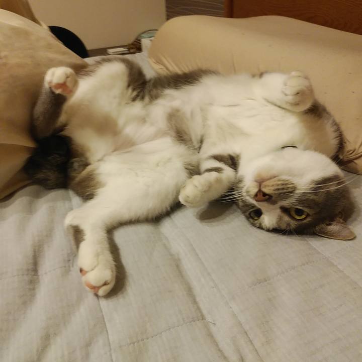 90ca631a 63de 474a 9f4a da2c49e6e62e 1590236826982