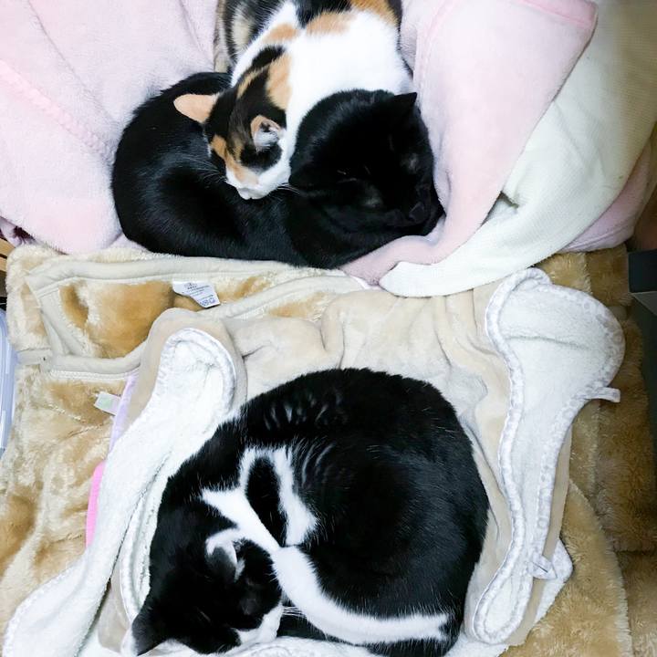 90cac240 1f25 45bf 96d2 8c64acd74242 1514677055307