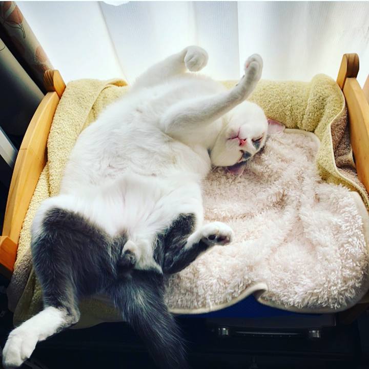 90cb4eec 02ff 4779 a3d6 b4b8d16d69a8 1537740696686