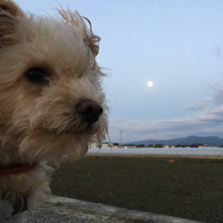 90cb5fa0 4ad9 4904 a125 315be97d5bab 1545603390978