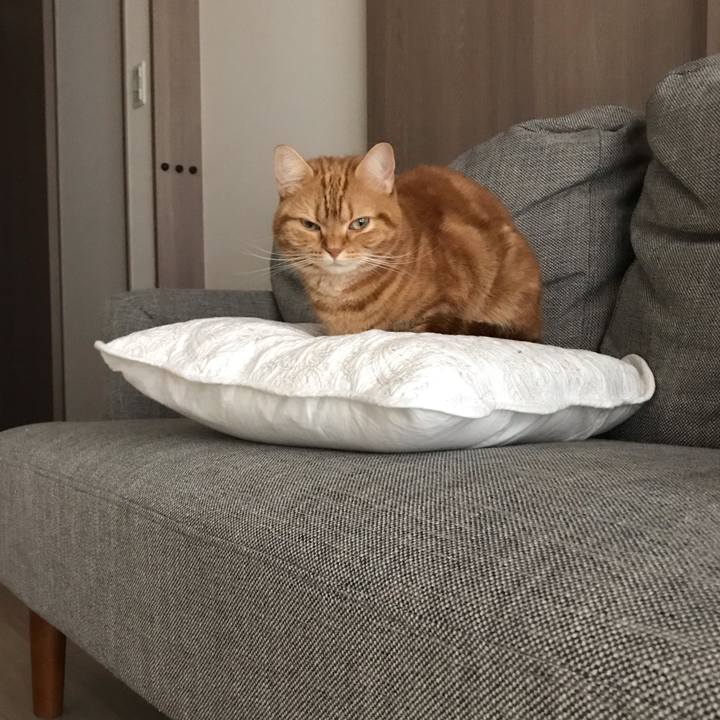 90cd619f d2ec 45cd 910e 2bbfad4f282f 1544339825182