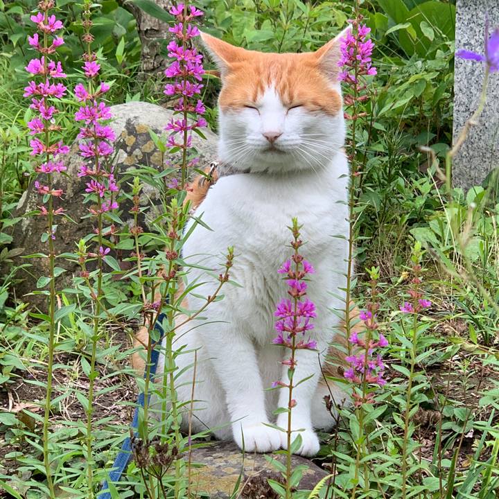 90cdb127 c8bf 470c a367 95579de6ed11 1628809906416