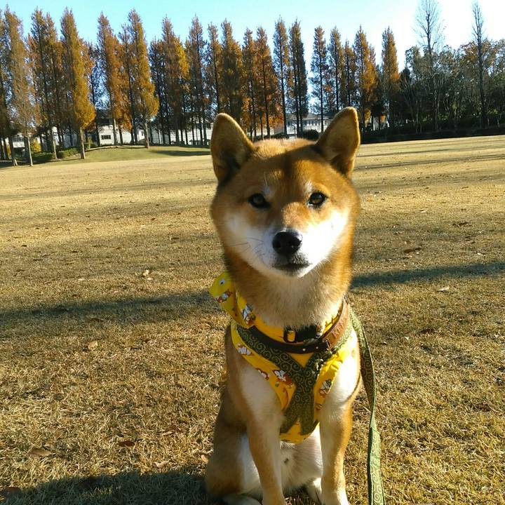 90d3daa9 8ca1 4974 8f71 99471aaf2fc4 1511226424753